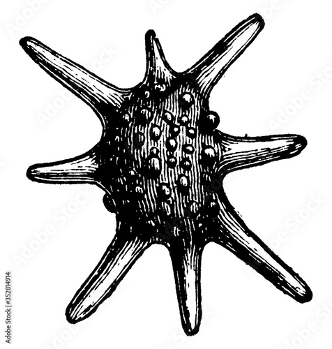 Calcarina, vintage illustration.