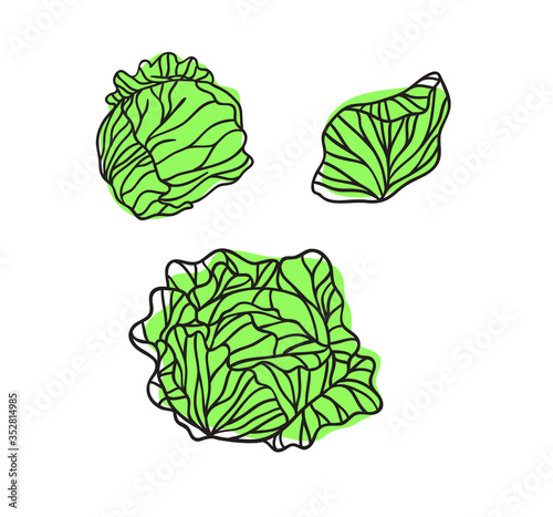 Doodle cabbage cauliflower. Hand drawn stylish fruit and vegetable. Vector artistic drawing fresh organic food. Summer illustration vegan ingrediens for smoothies