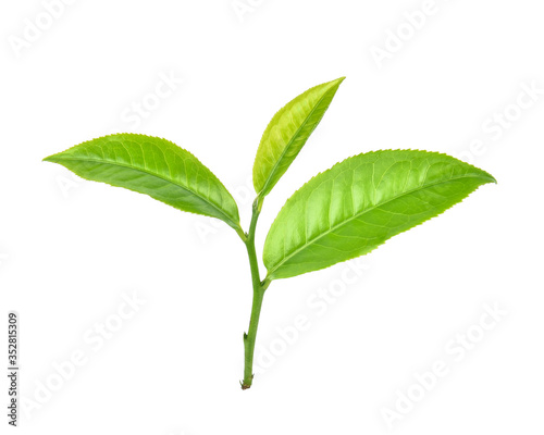 Green tea leaf on white background