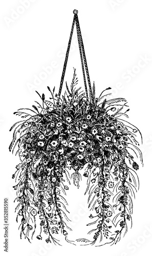 Hanging Basket with Dried Flowers, vintage illustration.