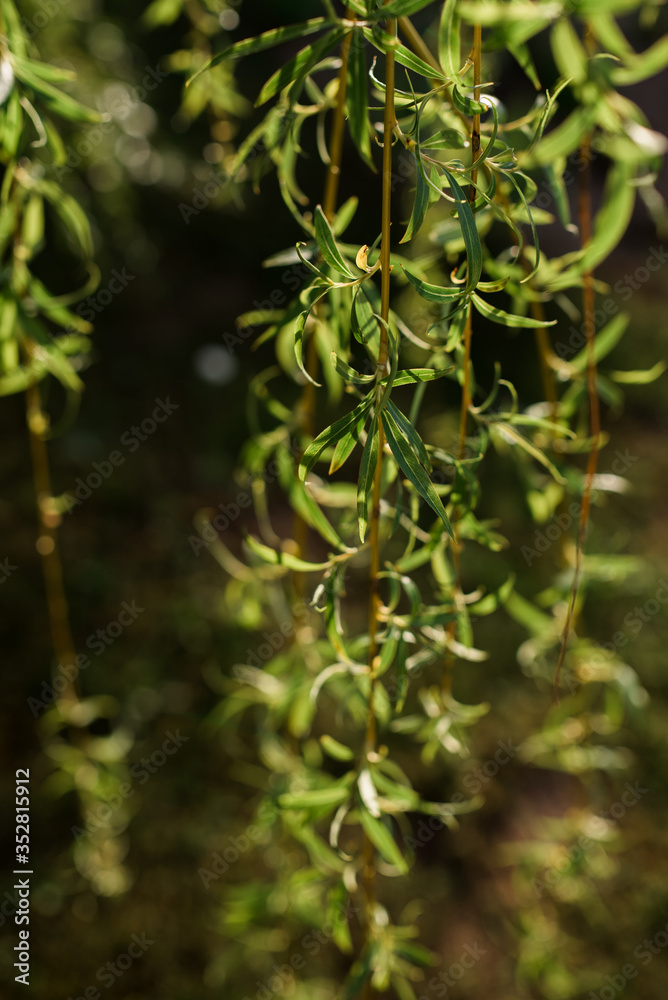 Green Bushes, Green Leaves, Green Background, close up of plant under sunshine. Spring summer branch with fresh green leaves, gardening. Green Bushes, Green Leaves, Green Background, close up of plant under sunshine. Spring summer branch with fresh green leaves, gardening.
