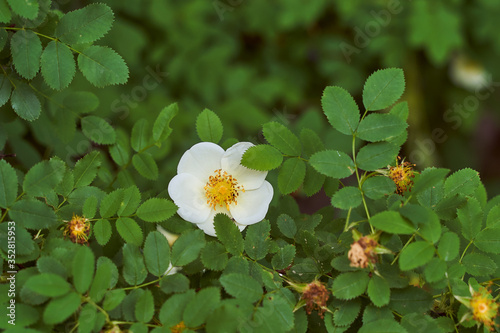 white tea rose with green leaves photo