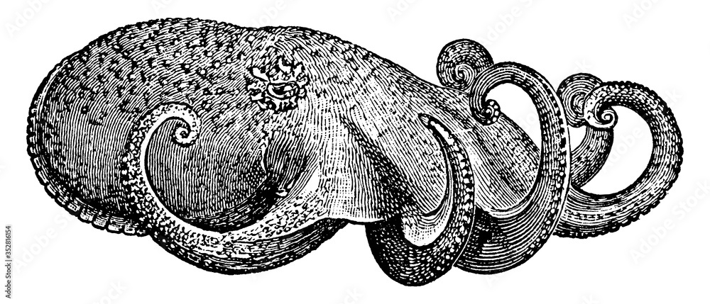 Octopus, vintage illustration. - obrazy, fototapety, plakaty 