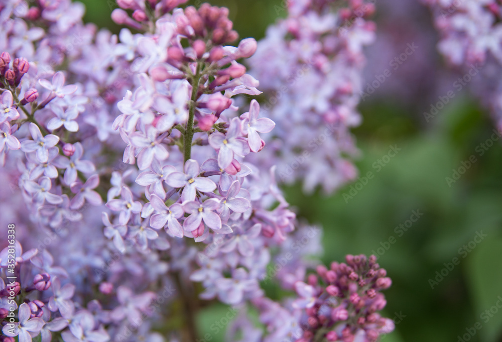 Spring branches of blossoming lilac