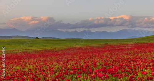 Blooming poppy fields in the spring in the mountains