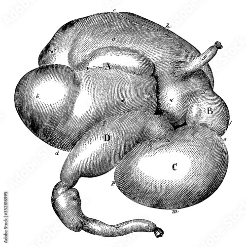 Stomach of an Ox, vintage illustration.
