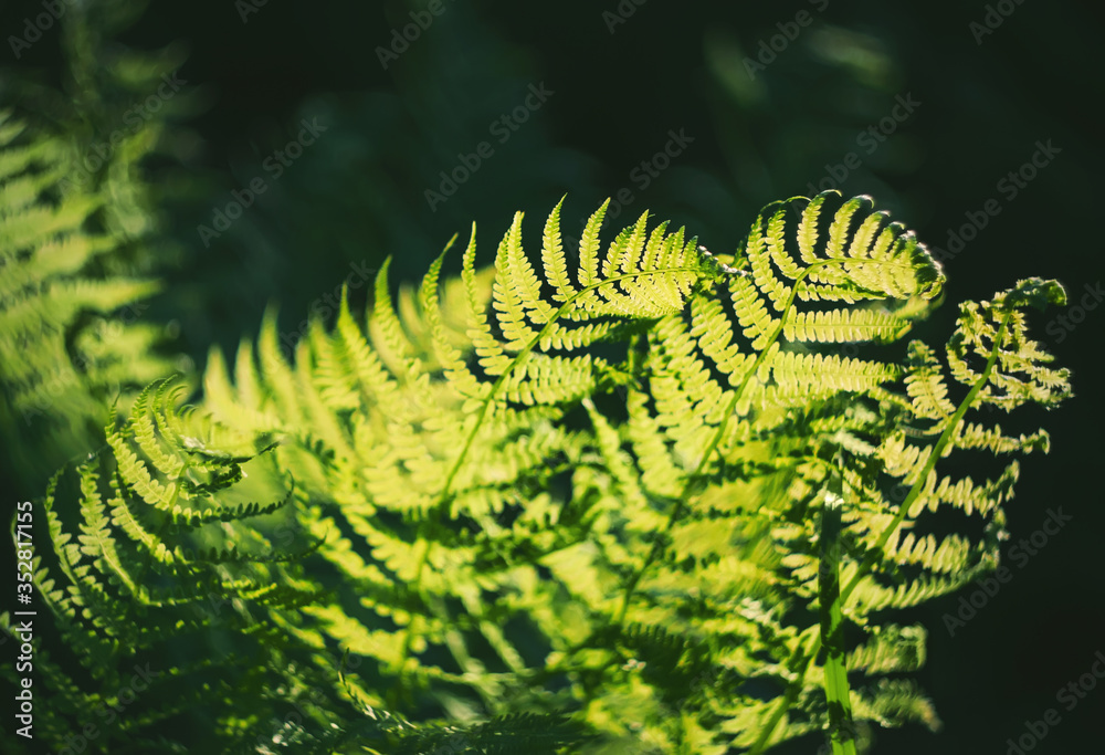 Beautiful lush green fern leaves grow in the dark forest, illuminated by bright rays of sunlight.