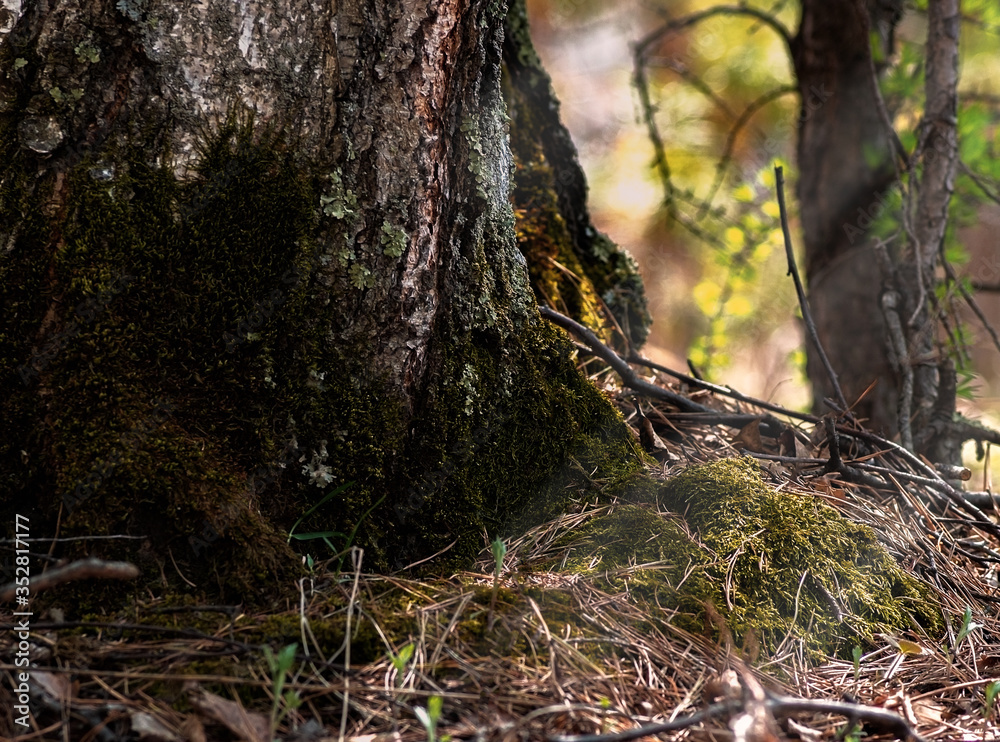 Moss on a tree in the forest Moss on a tree in the forest