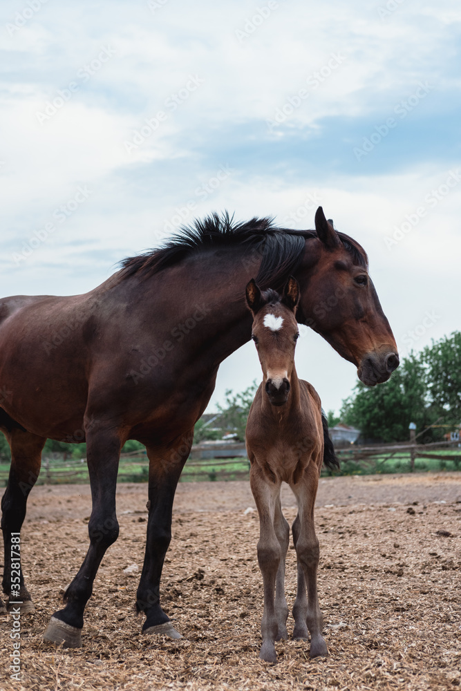 Mother horse and baby foal. Family of horses, farm. Mother horse and baby foal. Family of horses, farm.