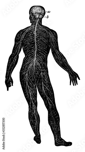 Nervous System, vintage illustration.