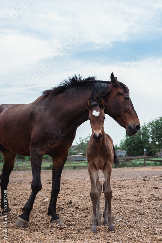 Mother horse and baby foal. Family of horses  farm.