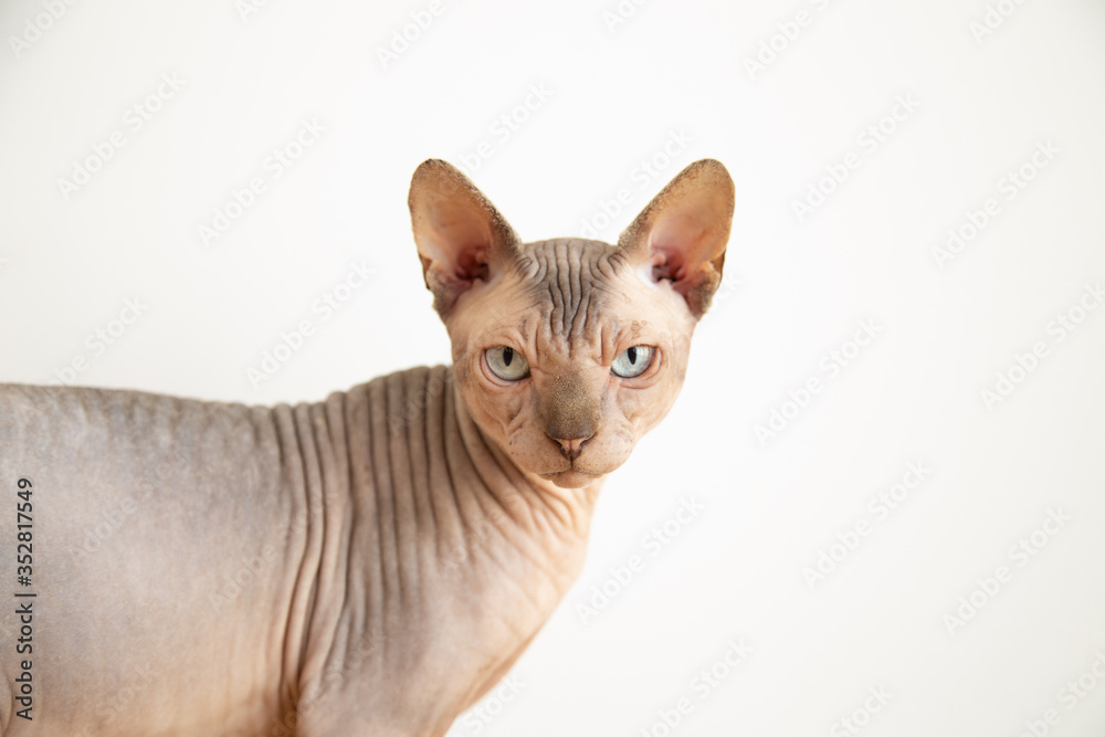 Simple sphynx cat