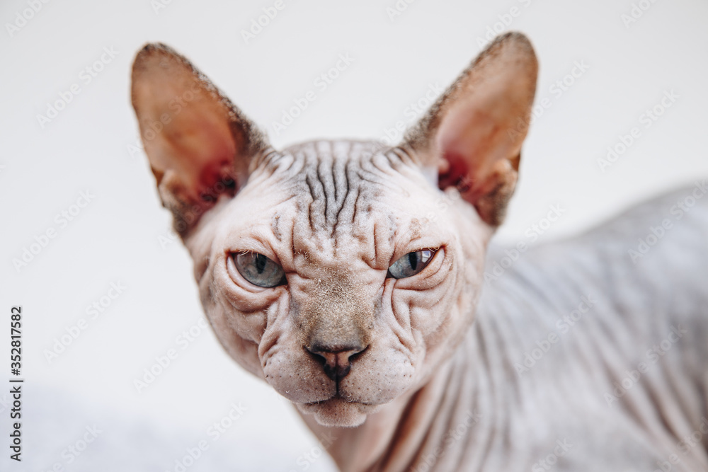 Angry sphynx cat looking at you