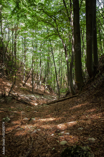 path in the mountain forest