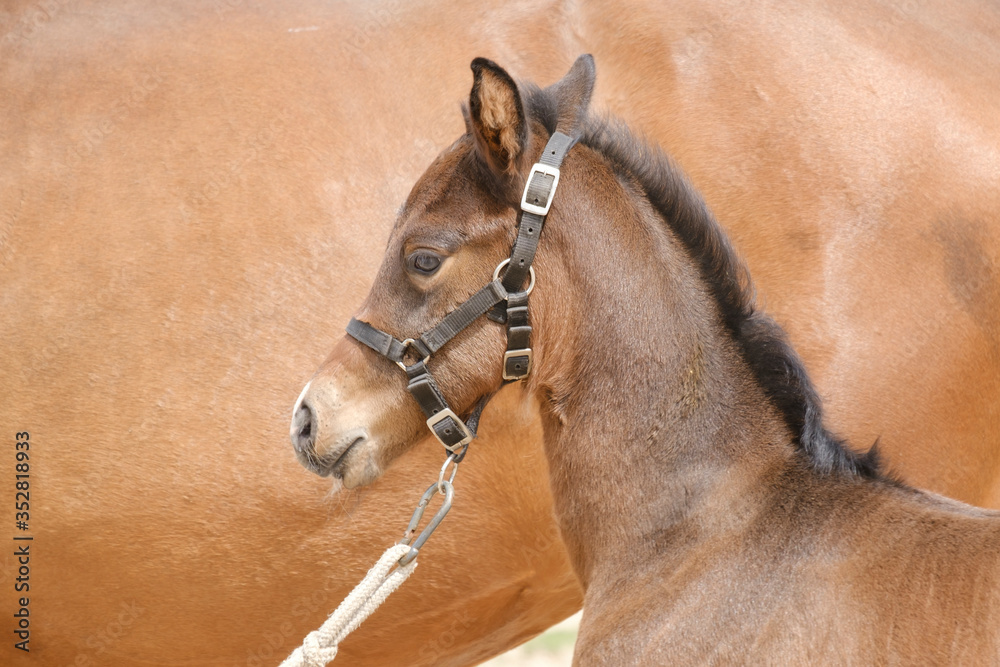 Obraz premium Close-up of a little brown foal,horse standing next to the mother, during the day with a countryside landscape