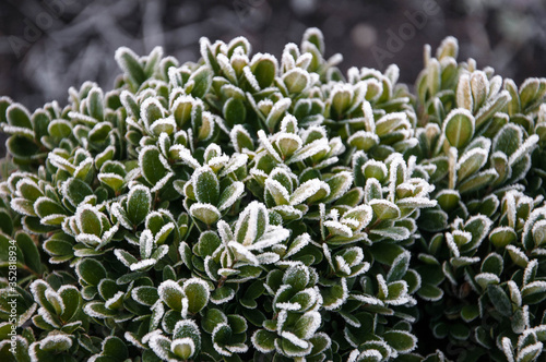 bush of stonecrop family covered with frost