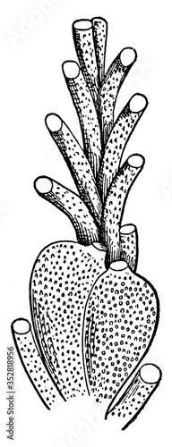 Bryozoan, vintage illustration.