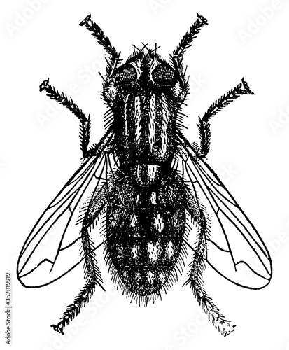 Fly or Sarcophaga carnaria, vintage illustration.