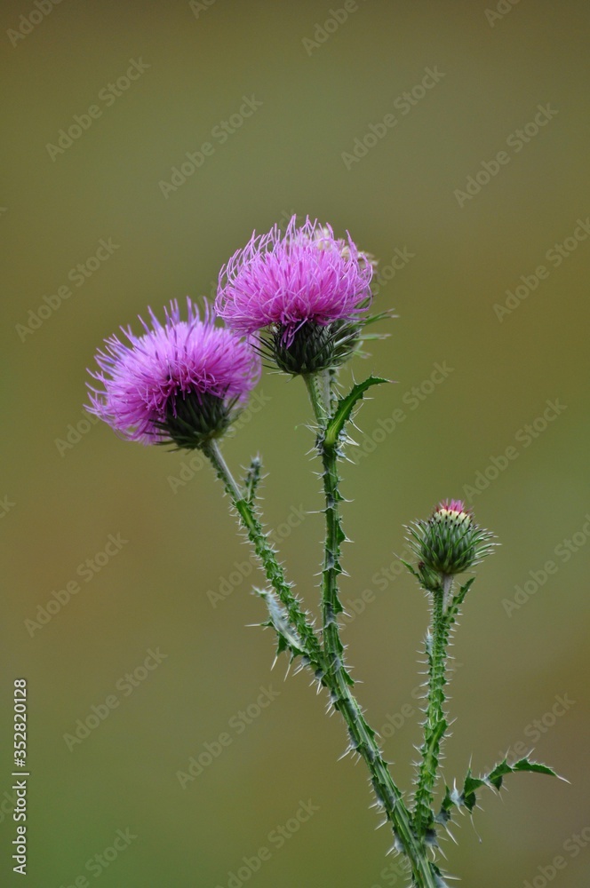 Wegdistel Wegdistel