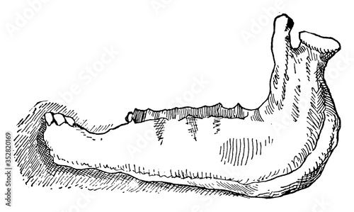 Horse Jaw, vintage illustration. photo