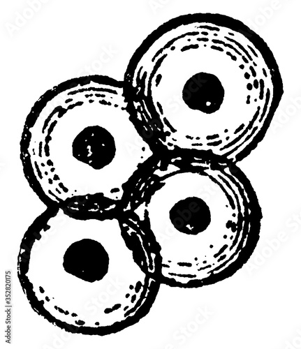 Frog Eggs, vintage illustration.