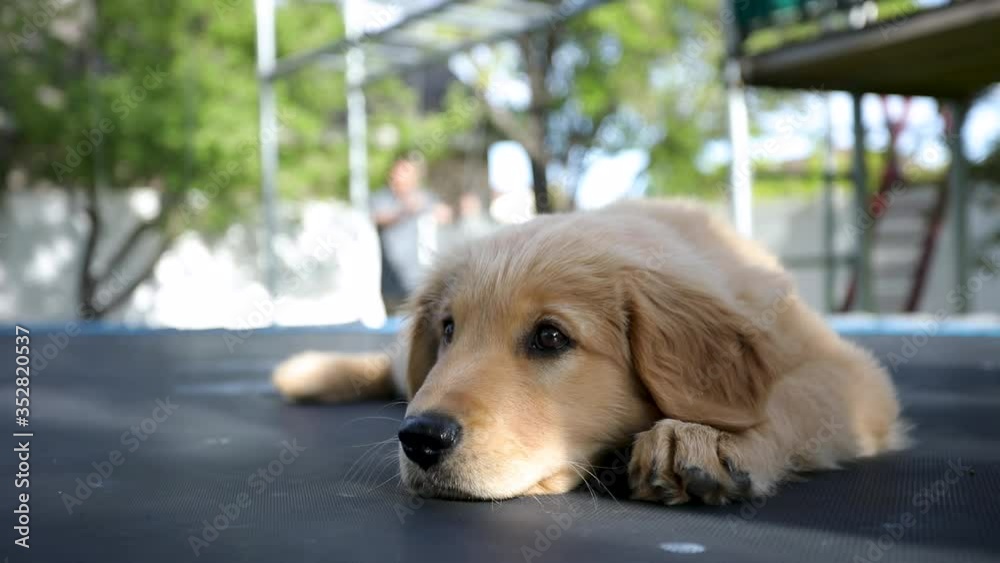 Feeling lazy - Golden Retriever pup - Trampoline - Close up Feeling lazy - Golden Retriever pup - Trampoline - Close up