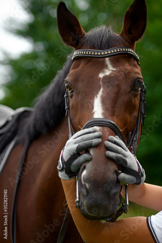 The rider's gloved hands are wrapped around the horse's head. Horse's head in the bridle close-up.