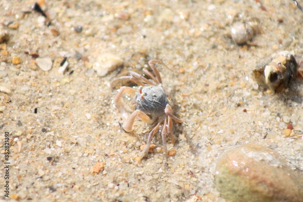 crab, beach, sand, animal, nature, sea, shell, spider, crustacean, macro, claw, insect, claws, ocean, wildlife, small, ant, closeup, marine, summer, animals, water, shellfish, close-up, seafood