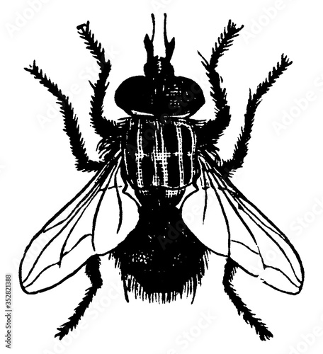 Fly or Nemorea leucaniae , vintage illustration.