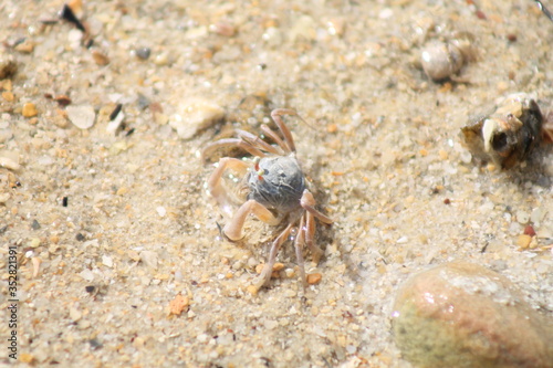 crab  beach  sand  animal  nature  sea  shell  spider  crustacean  macro  claw  insect  claws  ocean  wildlife  small  ant  closeup  marine  summer  animals  water  shellfish  close-up  seafood