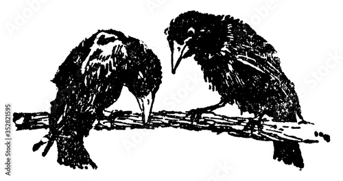 Blackbirds, vintage illustration.