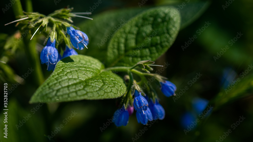 Medicinal plant flowers Comfrey close-up on a dark background
Medicinal plant flowers Comfrey close-up on a dark background