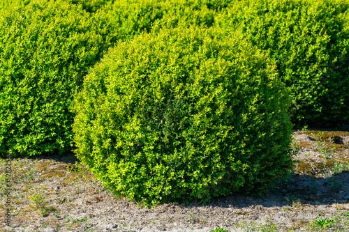 Plantation of buxus boxwood plants in ball shape photo