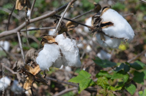 White cotton ready for plucking