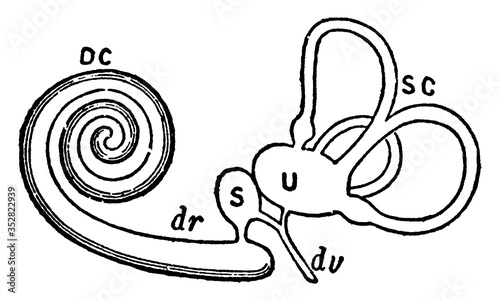 Membranous Labyrinth, vintage illustration. photo