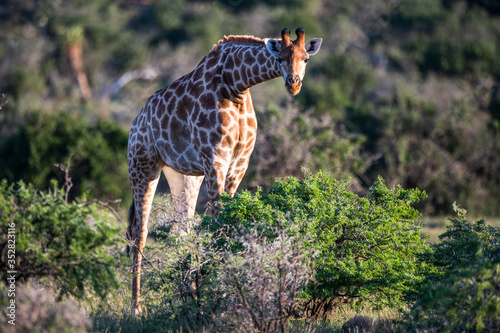 Browzing Giraffe photo