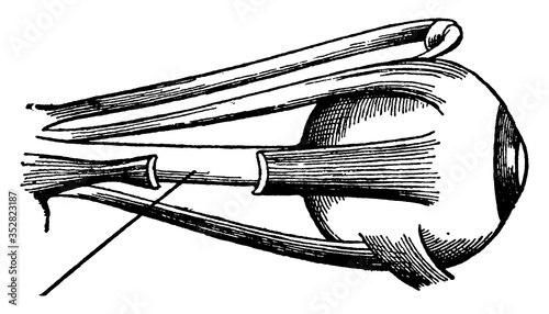 Muscles of the Eyes, vintage illustration.