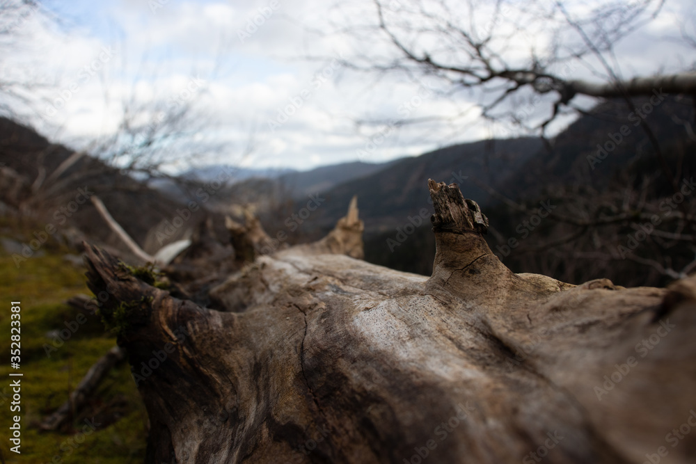 une vue artistique des Vosges