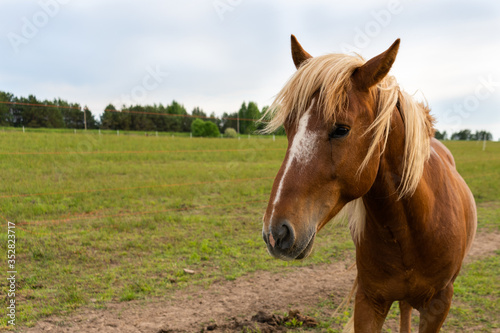 A common brown horse in a pasture © Сергей Храмов