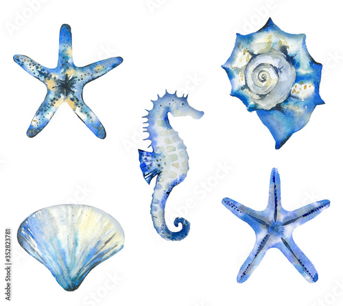 Photography Watercolor hand-drawn set of starfish, seashells and seahorse