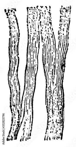 Connective Tissue, vintage illustration.