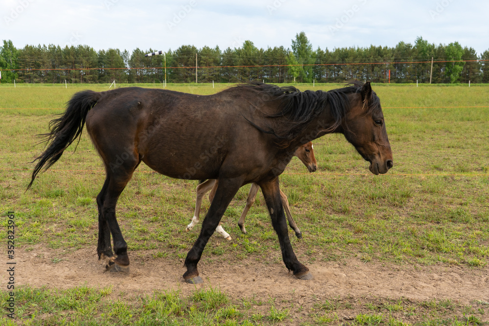 Black horse with a young foal in the pasture Black horse with a young foal in the pasture