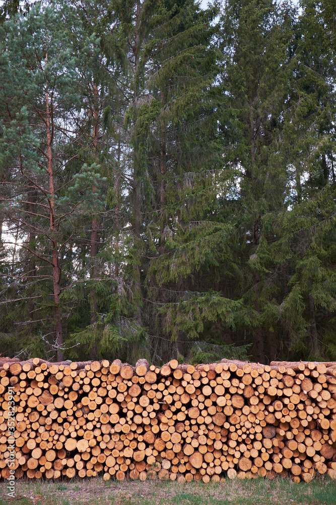 Deforestation. Wooden logs of pine woods in the forest. Wooden background from the sections trunk of trees.