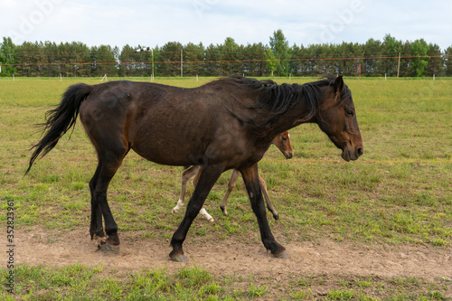 Black horse with a young foal in the pasture