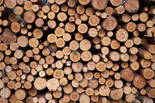 Wooden logs of pine woods. Wooden background from the sections of a tree trunk.