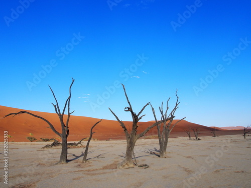 Dead camelthorn trees in the scorched desert of Deadvlei and blue sky  Namibia