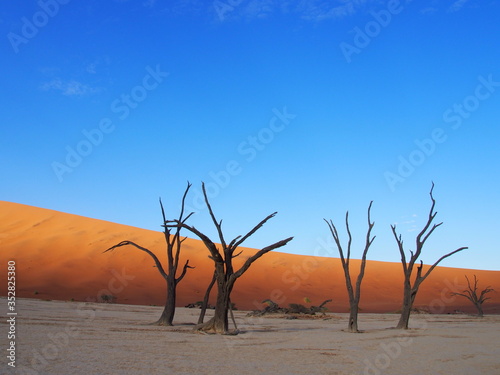 Dead camelthorn trees in the scorched desert of Deadvlei and blue sky, Namibia