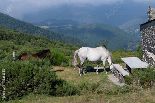 horses near a shepherd's house in the mountains
