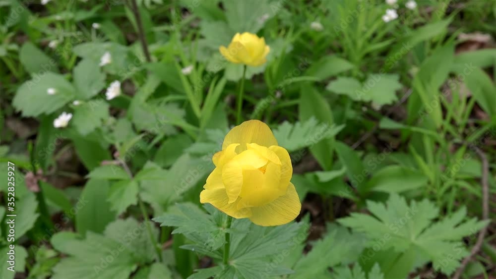 Yellow flowers of Trollius europaeus (globeflower). Yellow flowers of Trollius europaeus (globeflower).
