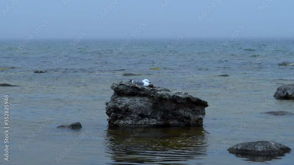 Seagull on a boulder with a foggy ocean in the background Seagull on a boulder with a foggy ocean in the background